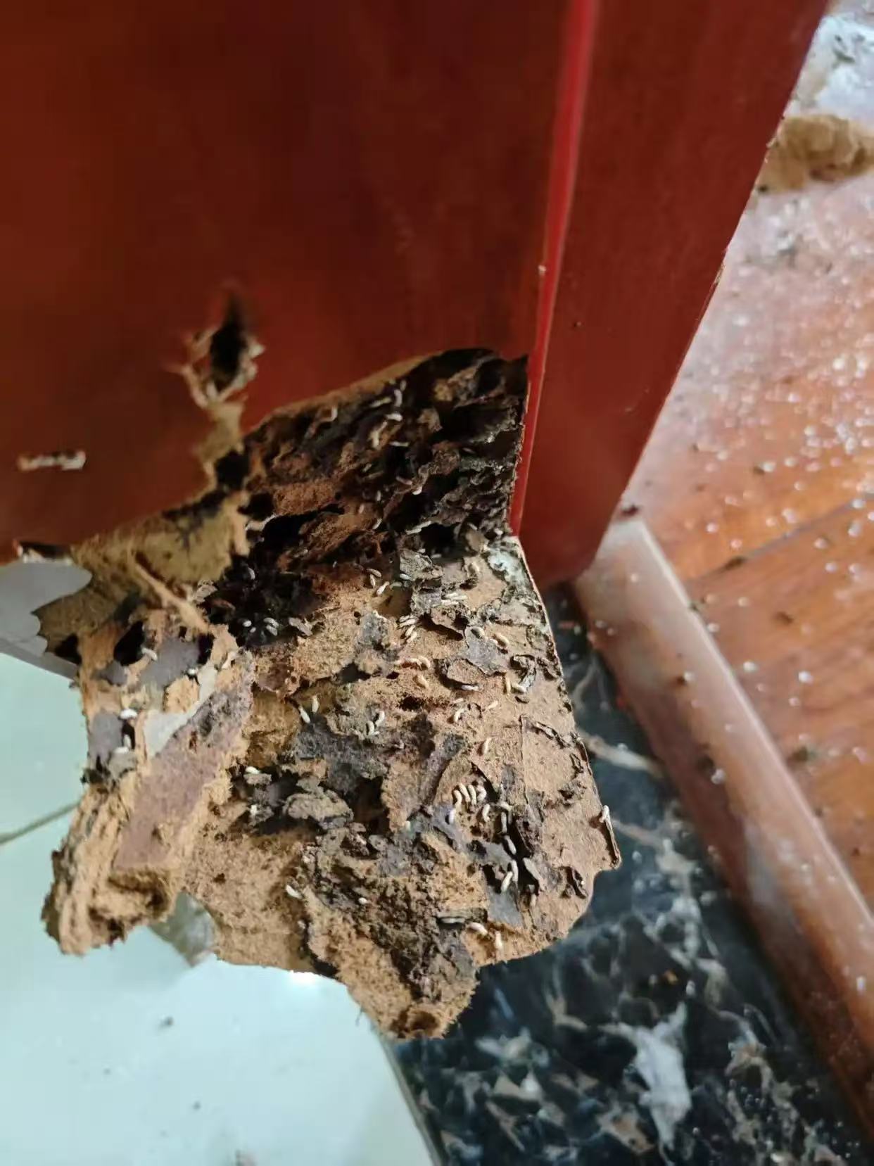 南方与北方白蚁：地域差异下的生态与防治策略