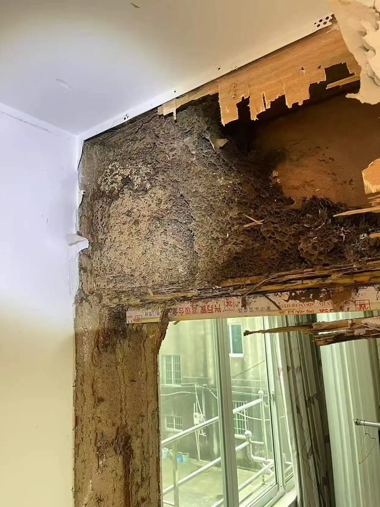 白蚁如何种鸡枞菌：自然界的共生奇迹