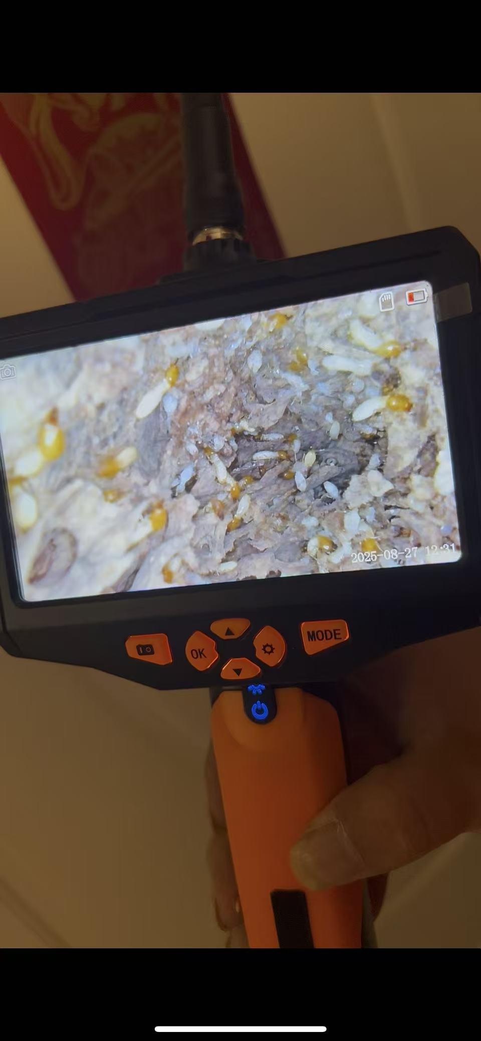 杭州市白蚁防治站：热熔铝：白蚁防治的新利器