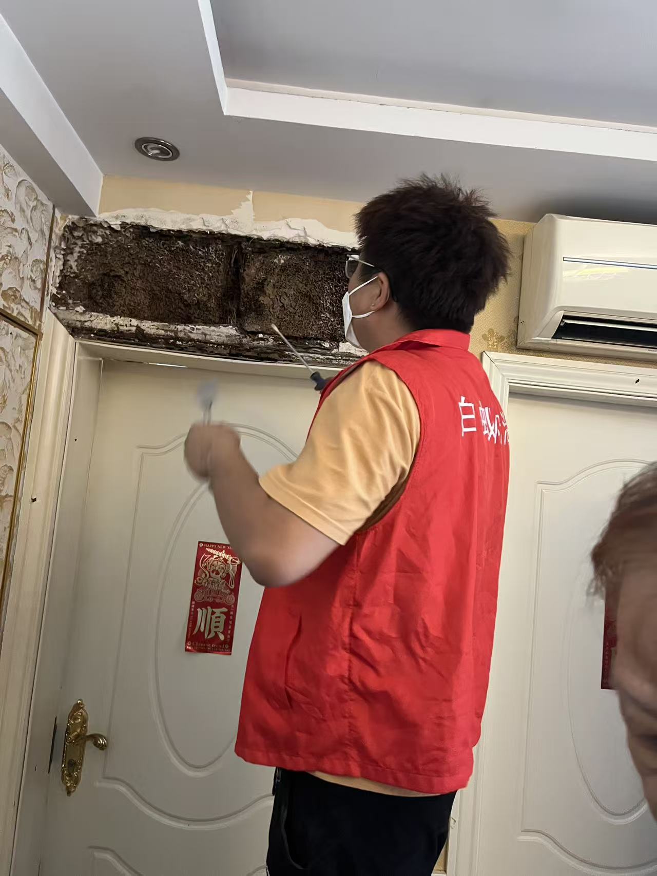 小叶榕白蚁病：城市绿化的隐形威胁与防治策略