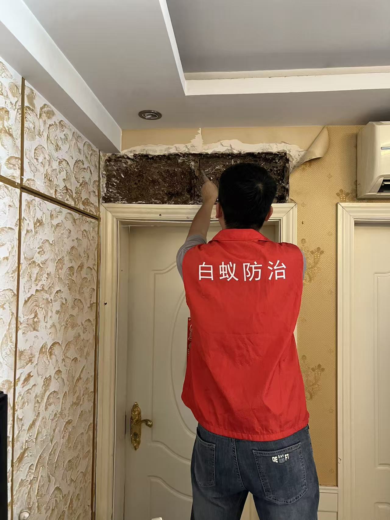 喀什有没有白蚁？深入探究喀什地区的白蚁问题