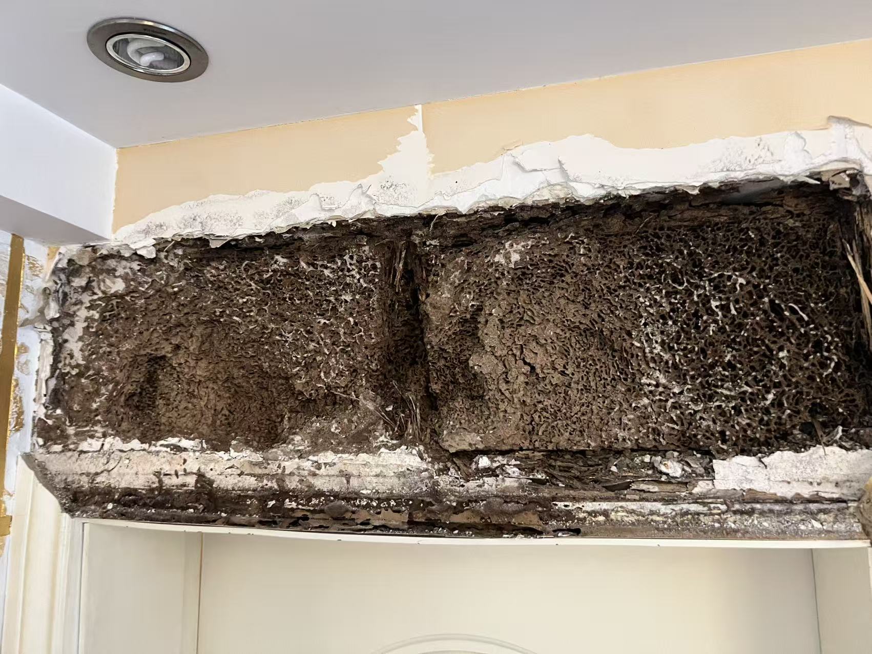 为什么白蚁不能拍卖呢？——揭秘白蚁交易的法律与生态困境