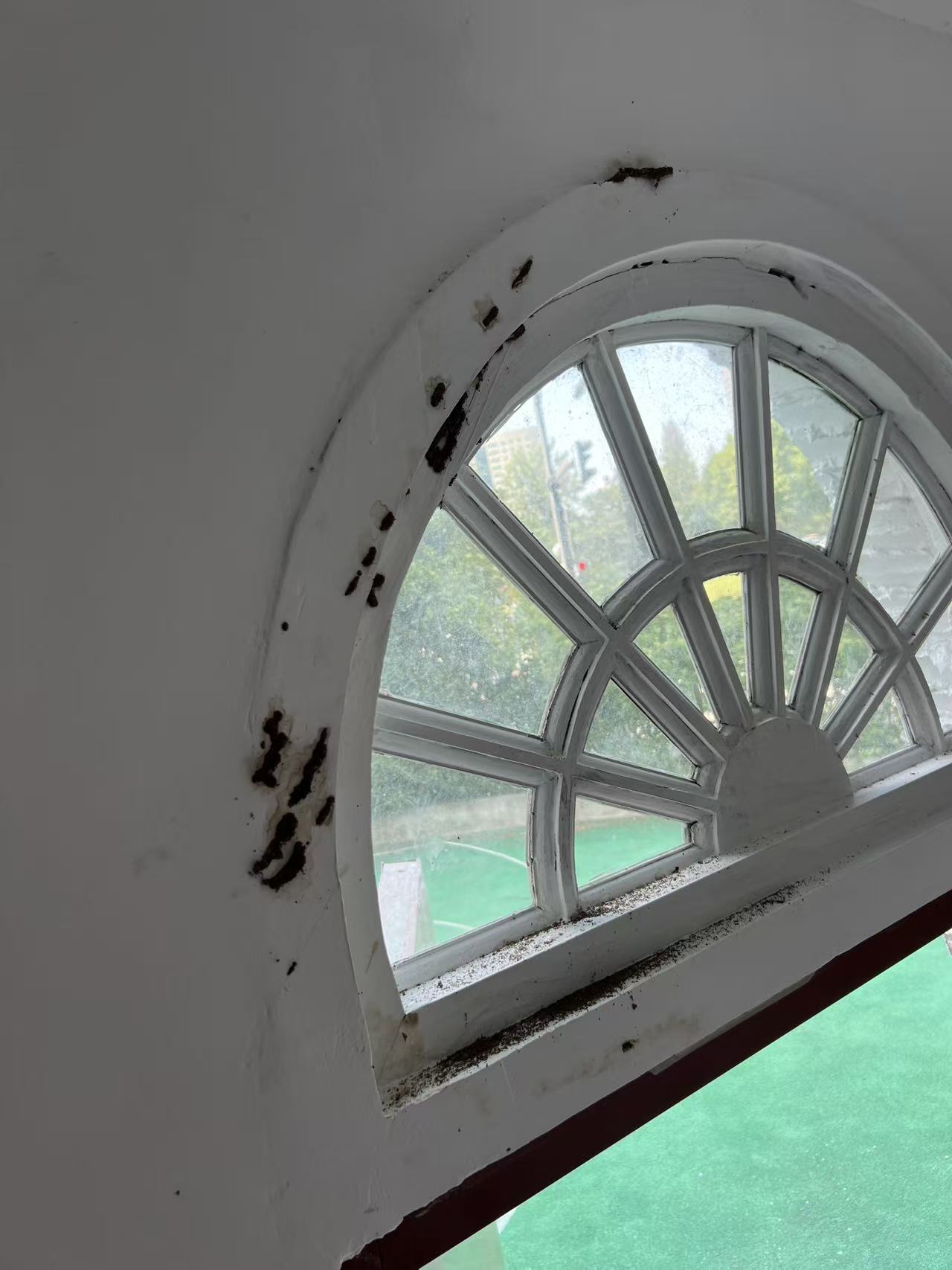 杭州市白蚁防治站：白蚁是蟑螂吗专家解析：揭开白蚁与蟑螂的隐秘关系