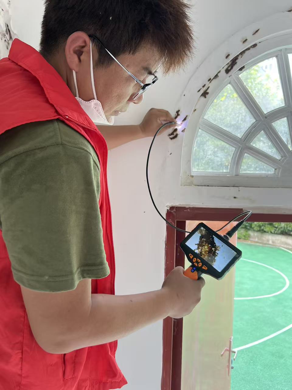 白蚁的蚁后怎么才能找到：揭秘蚁巢核心的追踪与识别方法