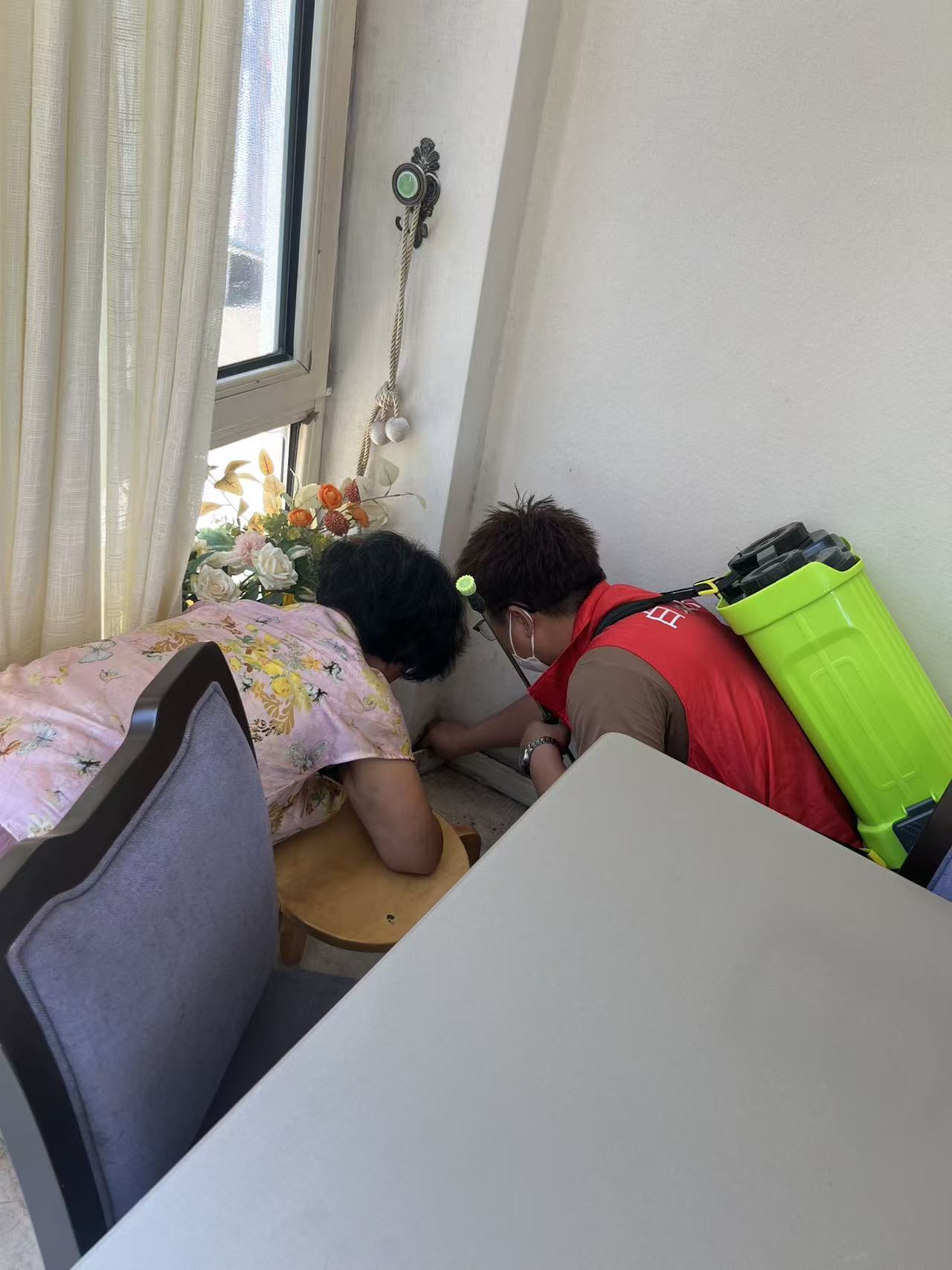 红蚁vs白蚁和蚂蚁：揭秘昆虫世界的生存之战