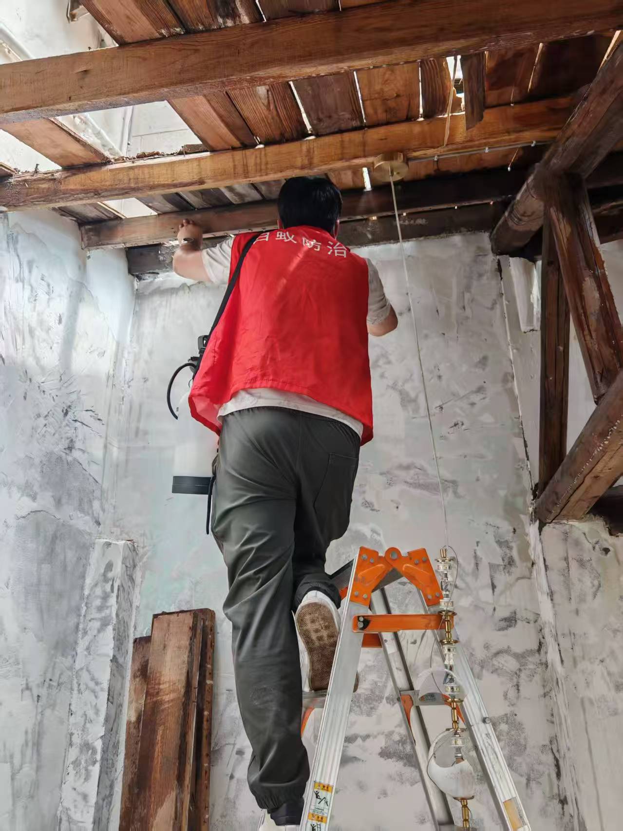 南方与北方白蚁：地域差异下的生态与防治策略