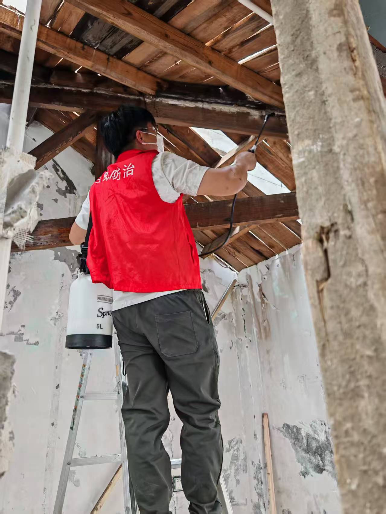 杭州市白蚁防治站：为什么屋内会有白蚁？揭秘白蚁入侵的五大原因与预防策略