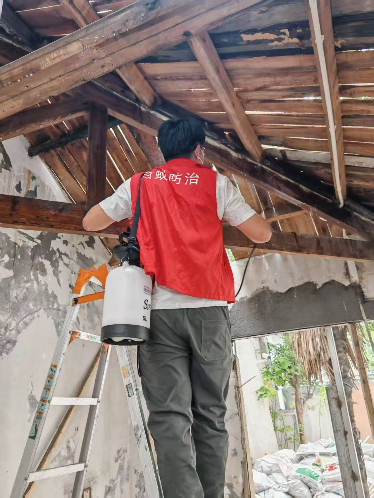 白蚁如何种鸡枞菌：自然界的共生奇迹