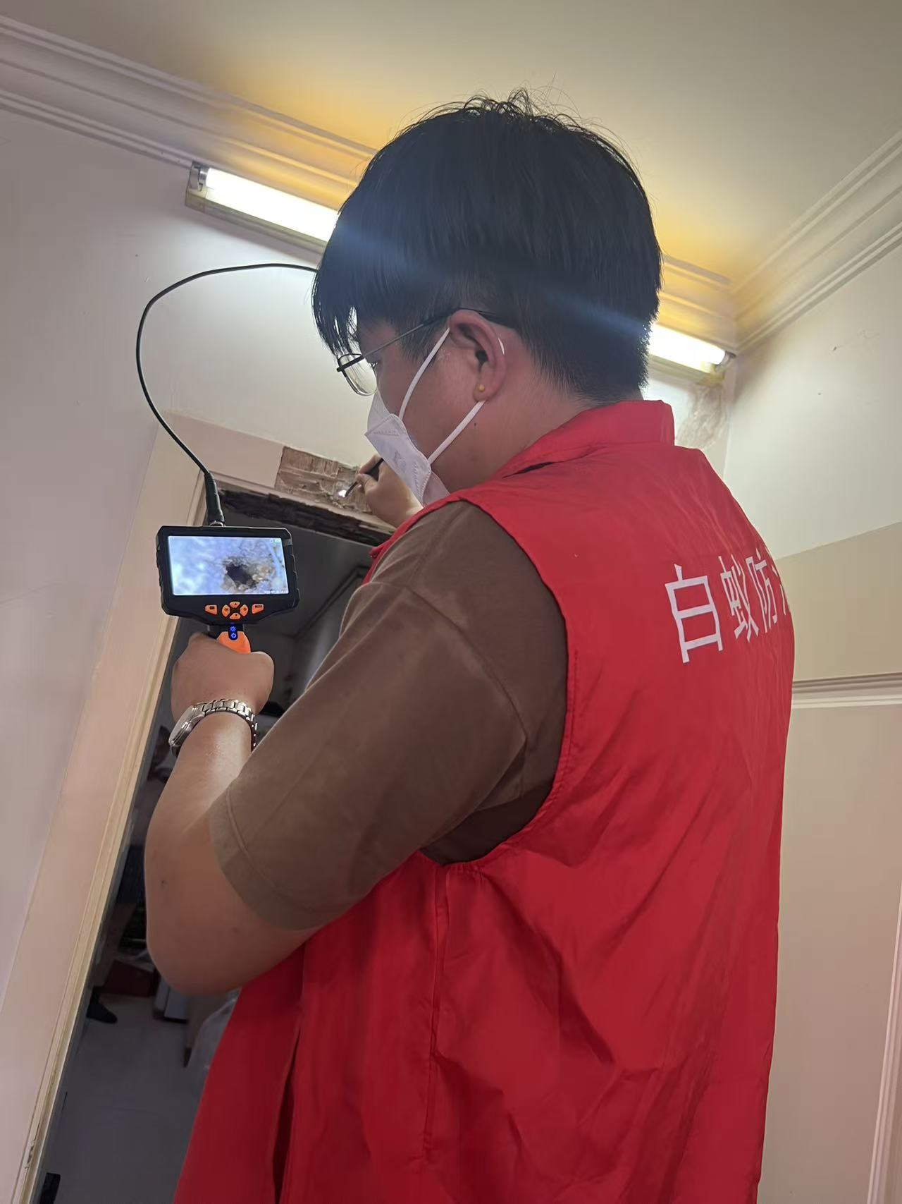 小叶榕白蚁病：城市绿化的隐形威胁与防治策略