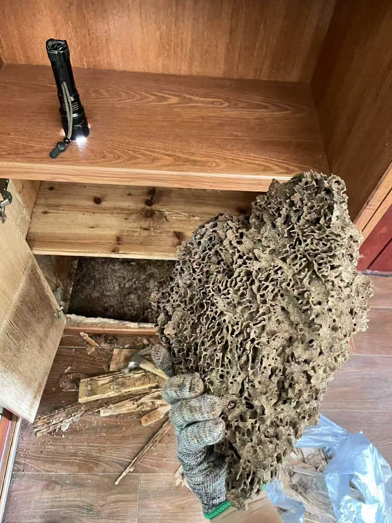 专业消灭白蚁企业：守护家园的隐形卫士