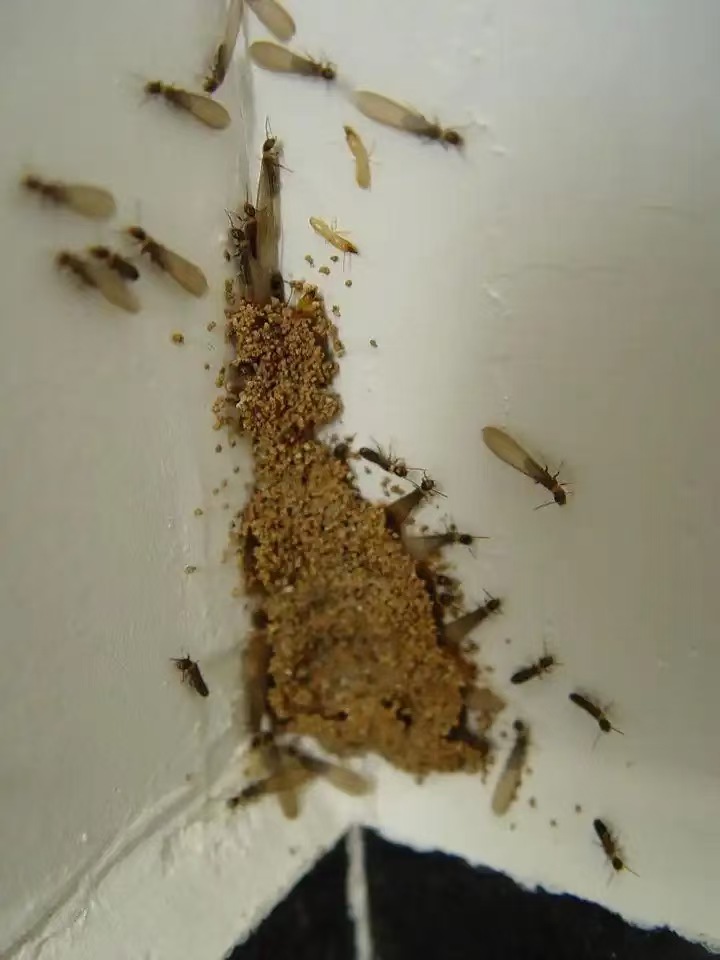 杭州市白蚁防治站：现代花园的房子有白蚁：识别、防治与长期维护指南