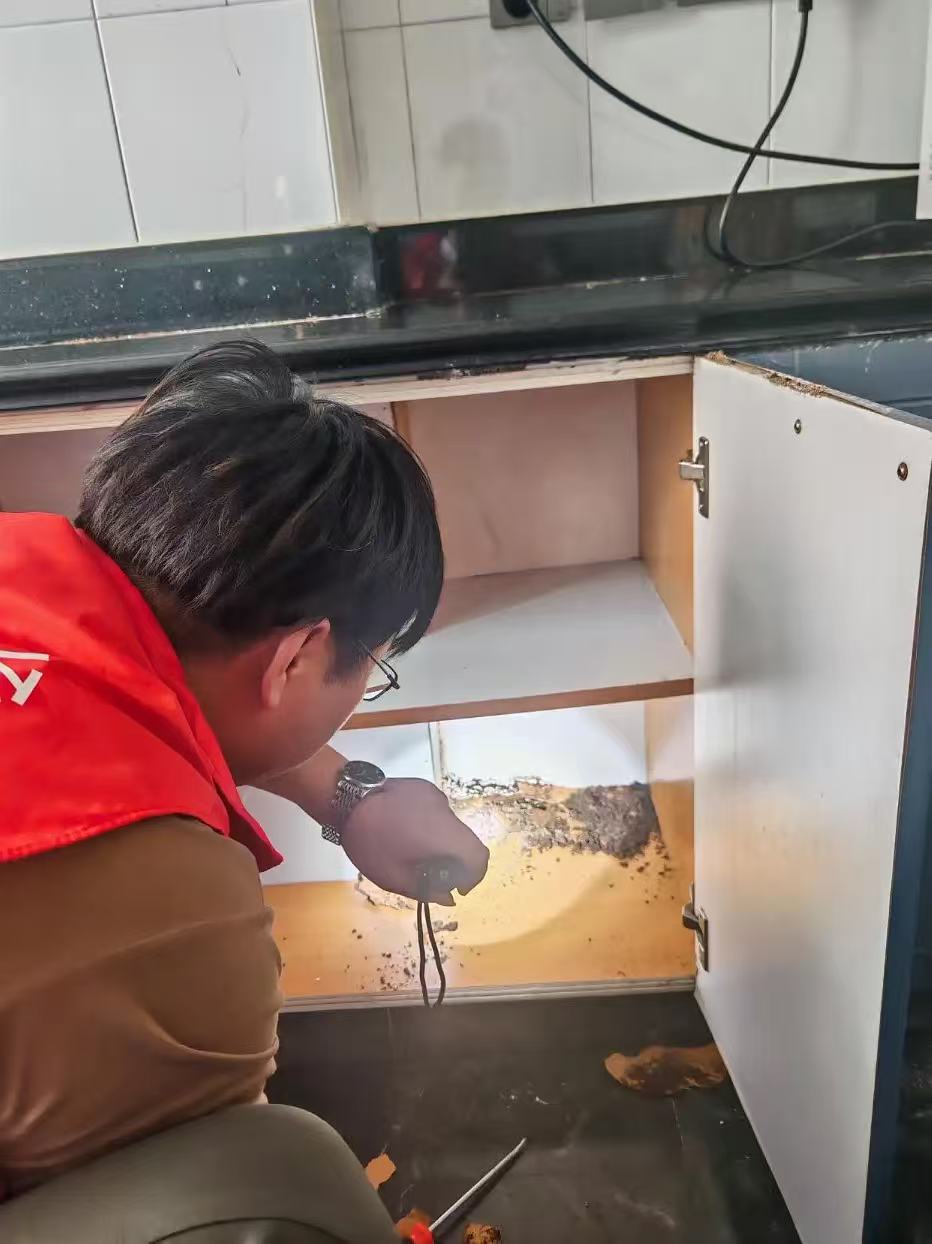 杭州市白蚁防治站：常见的白蚁品种有哪些？全面解析白蚁种类与特性