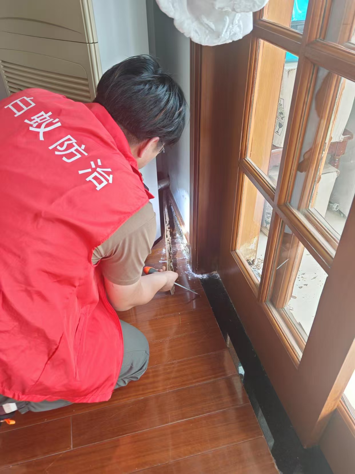 杭州市白蚁防治站：厕所里有小白蚁：家居小虫大隐患的深度解析与应对指南