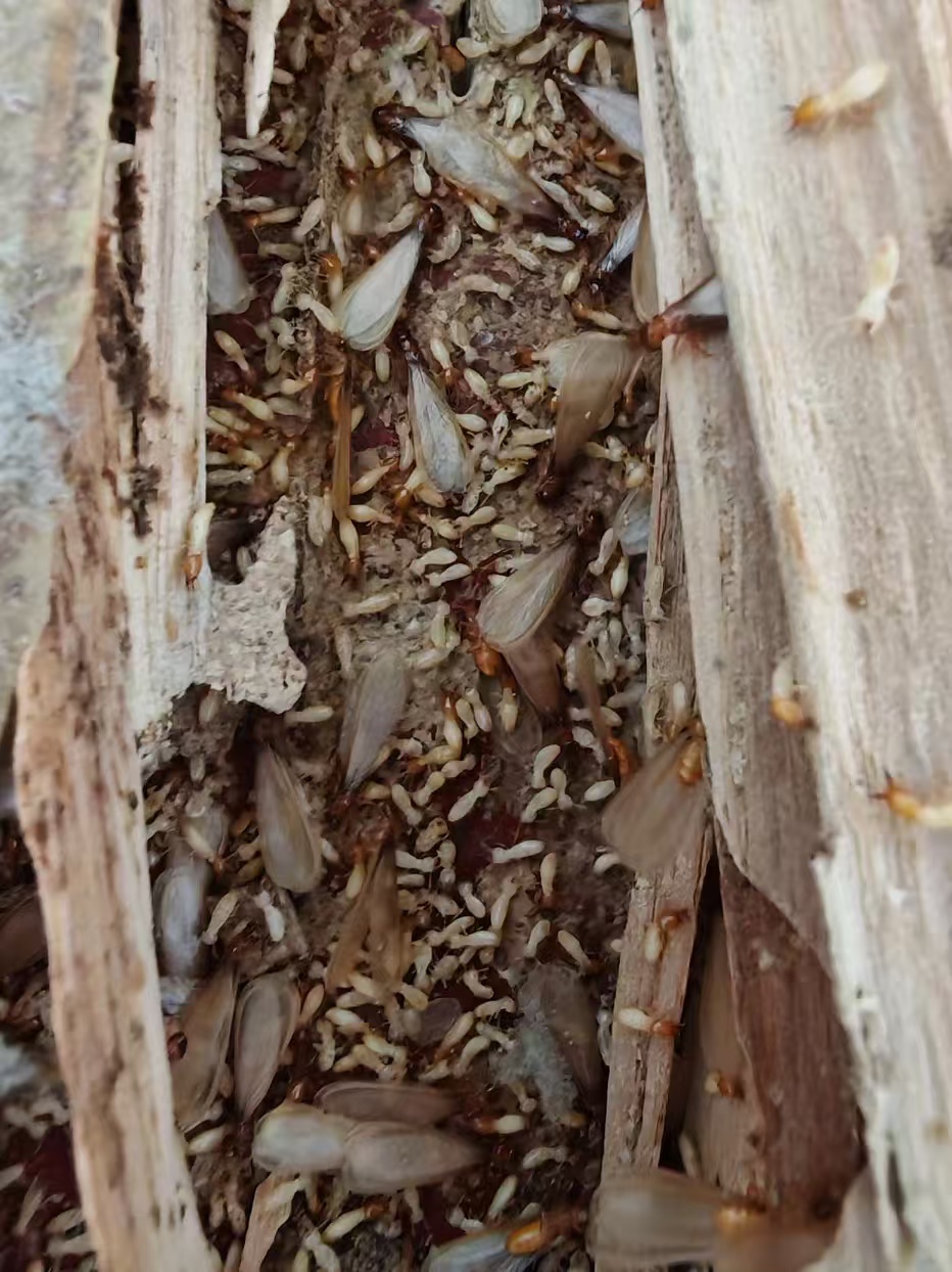 江堤白蚁危害：隐蔽的生态危机与防治之道