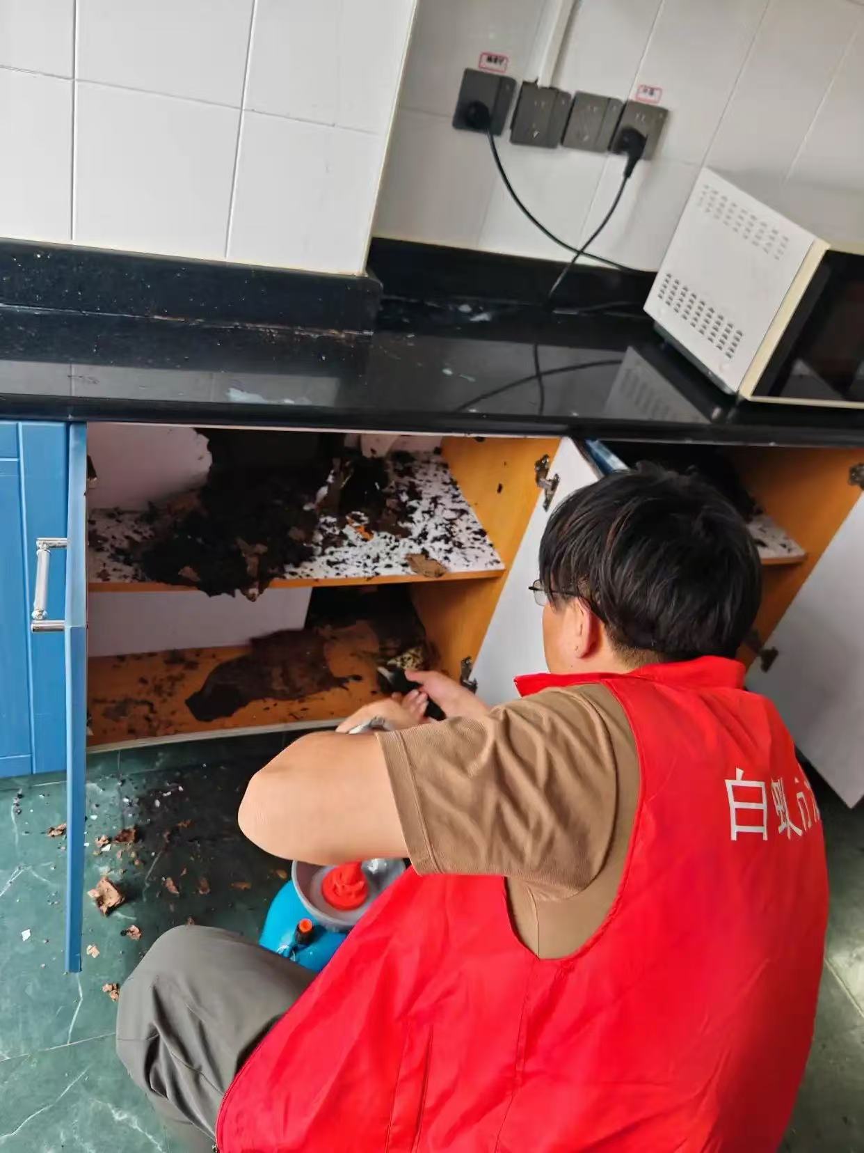 杭州市白蚁防治站：厨房突然多了很多白蚁：一场意外的家庭危机与应对指南