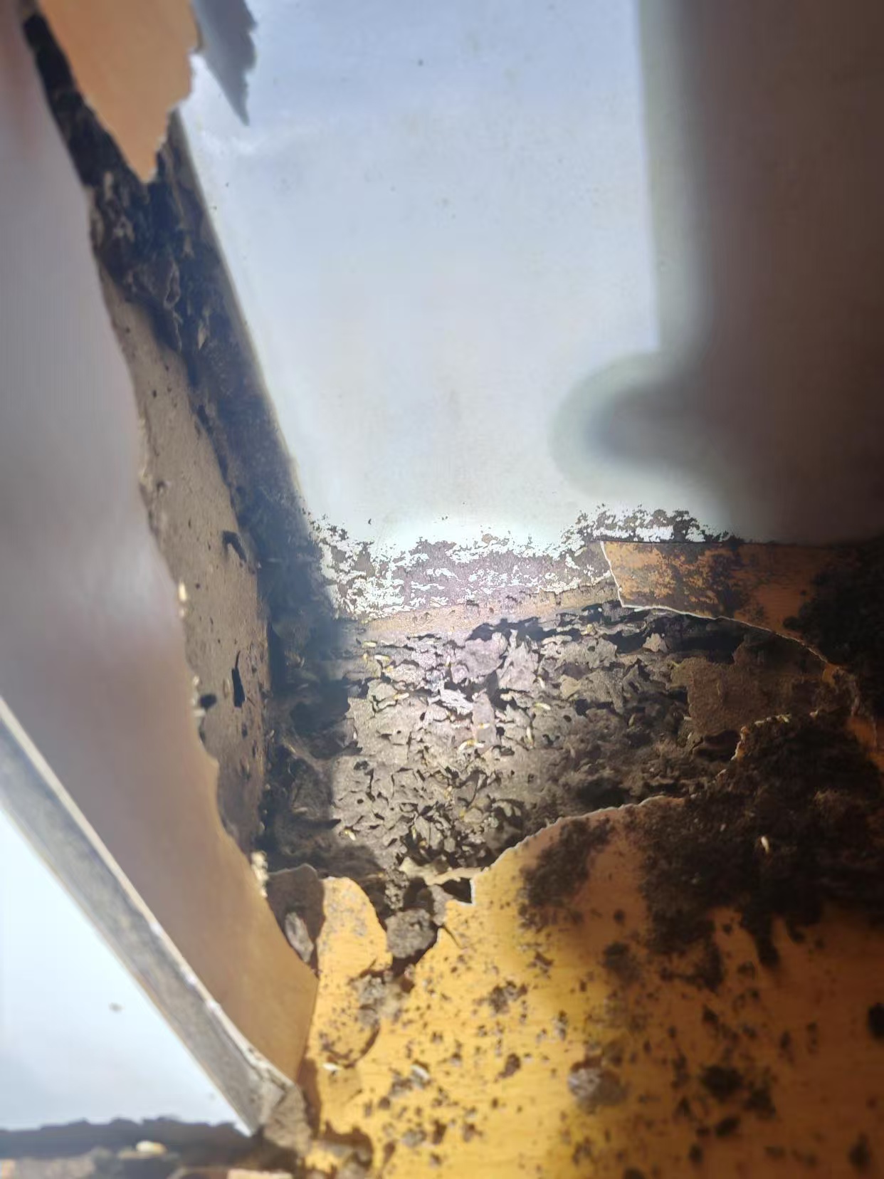 杭州市白蚁防治站：惠安白蚁防治销售店：守护家园的绿色卫士