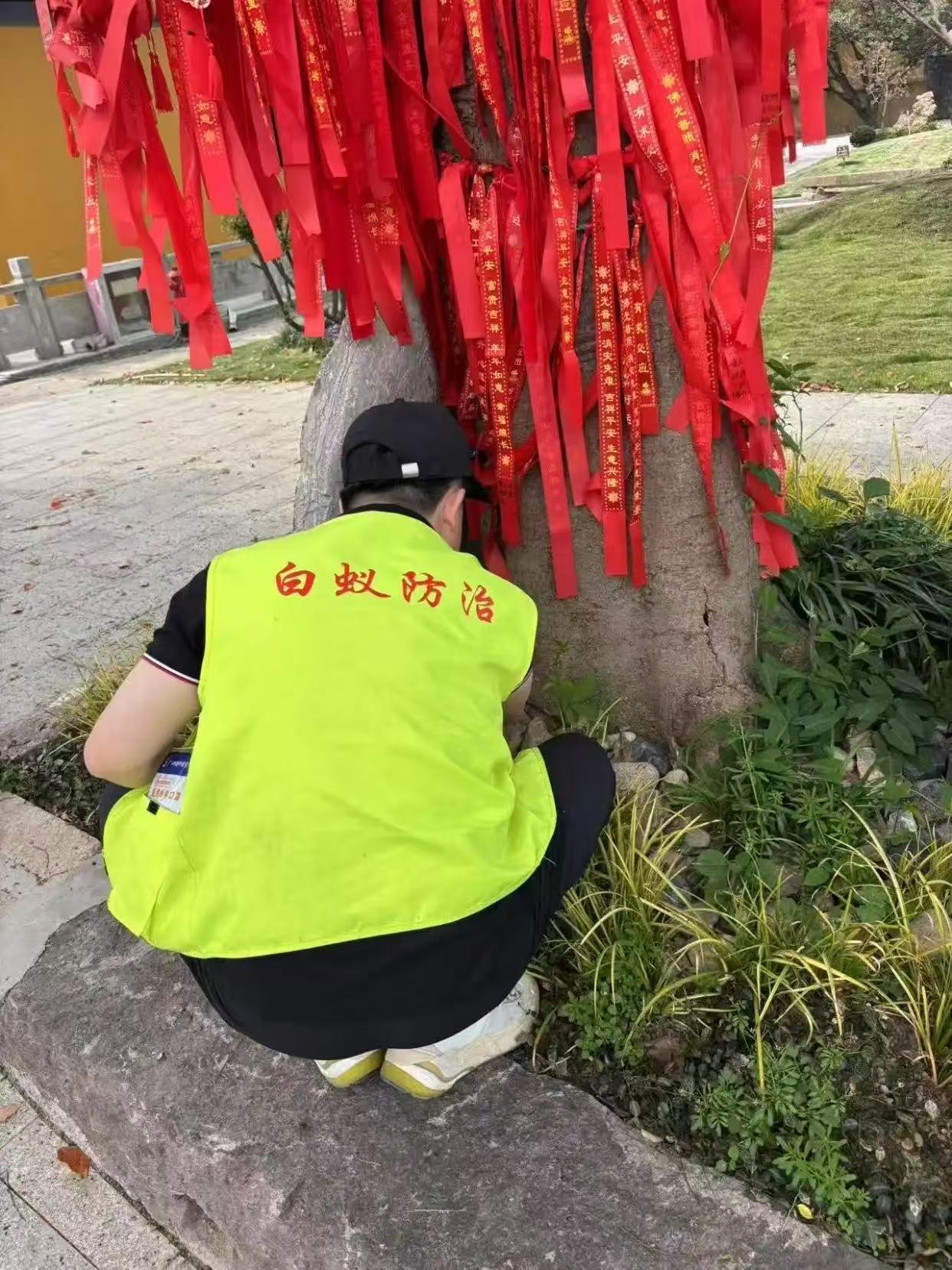 杭州市白蚁防治站：怎么防白蚁处理：全面指南与实用技巧