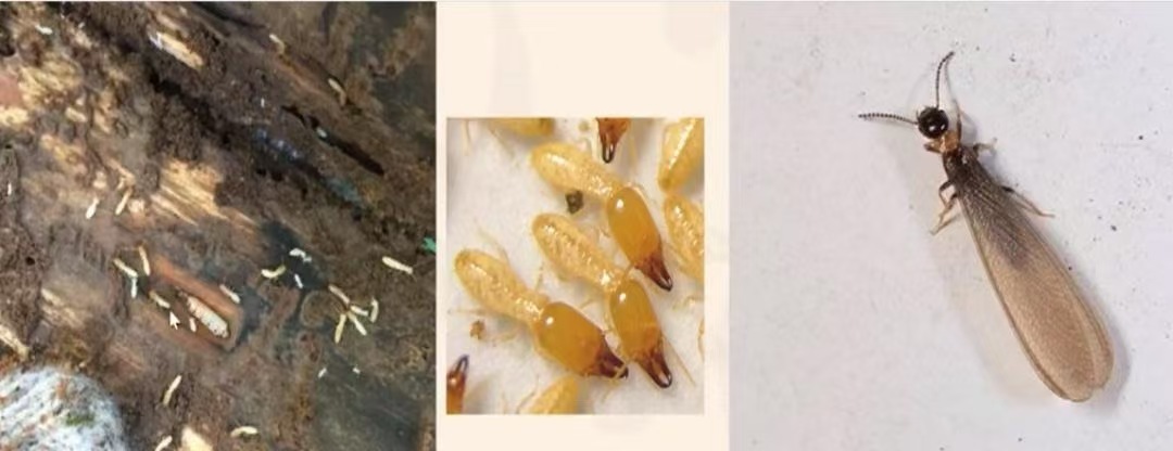 杭州市白蚁防治站：装修做防白蚁费用：全面解析与实用指南