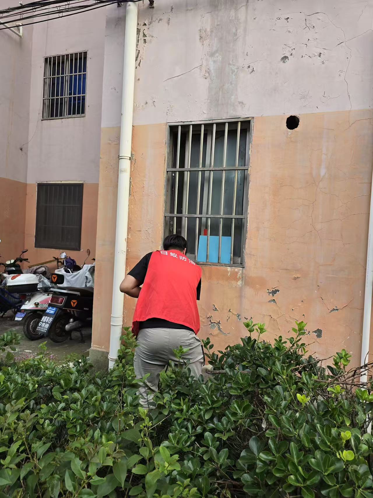 有关白蚁防治的知识：全面了解与有效应对策略