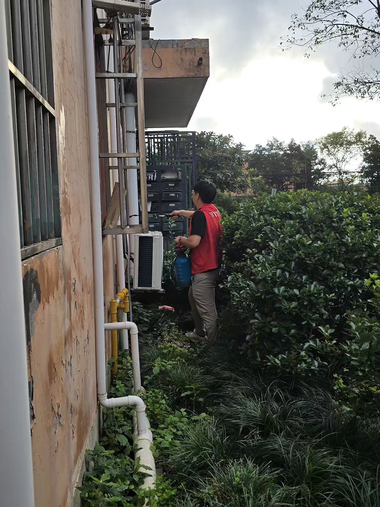 旧房处理白蚁的方法：全面指南与实用技巧