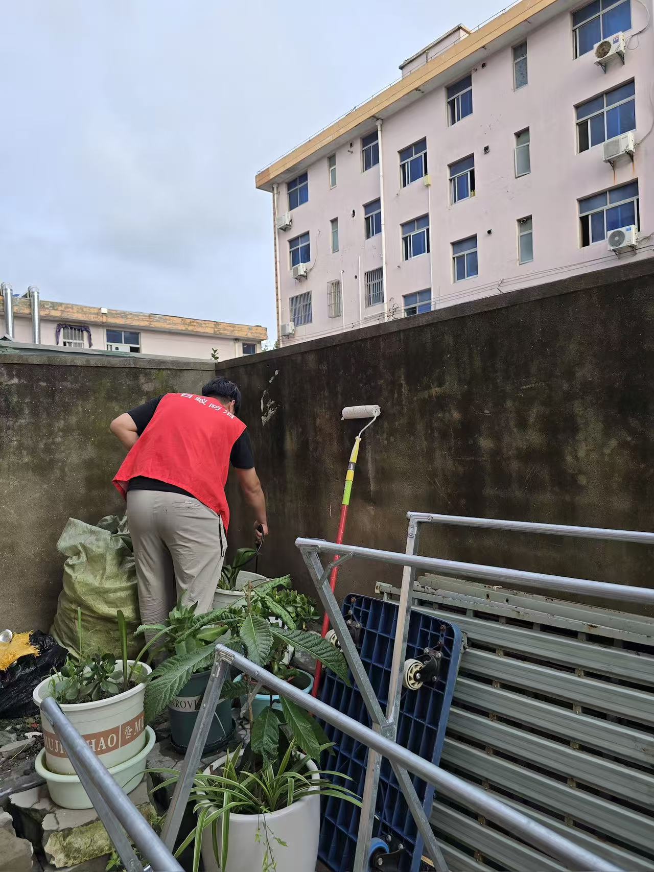 白蚁的蚁后怎么才能找到：揭秘蚁巢核心的追踪与识别方法