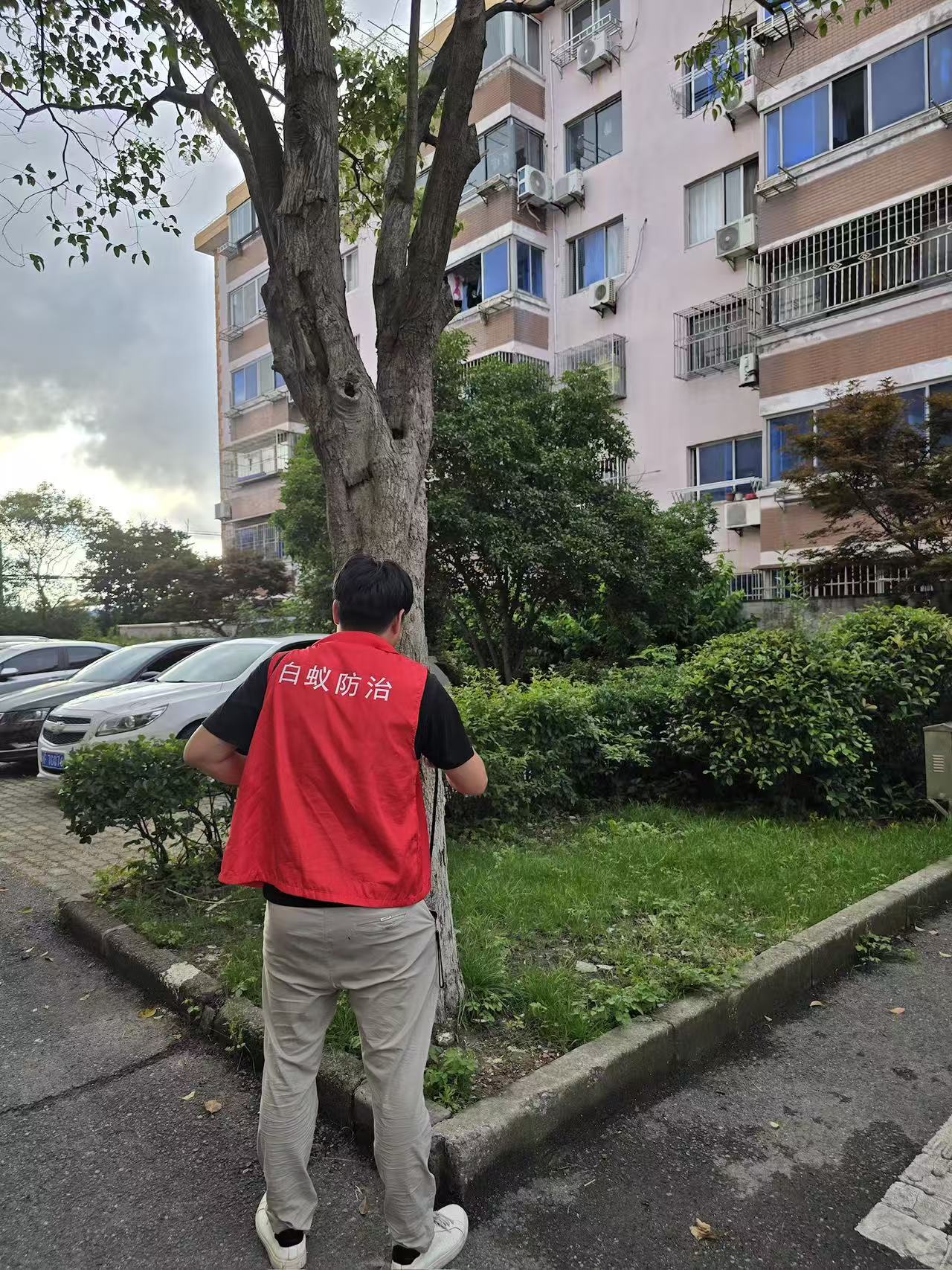 杭州市白蚁防治站：新房装修的白蚁防治：守护家居安全的必备指南