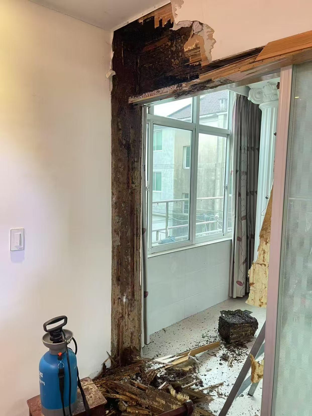 杭州市白蚁防治站：亚马逊有多少白蚁？揭秘雨林中的隐秘生态力量