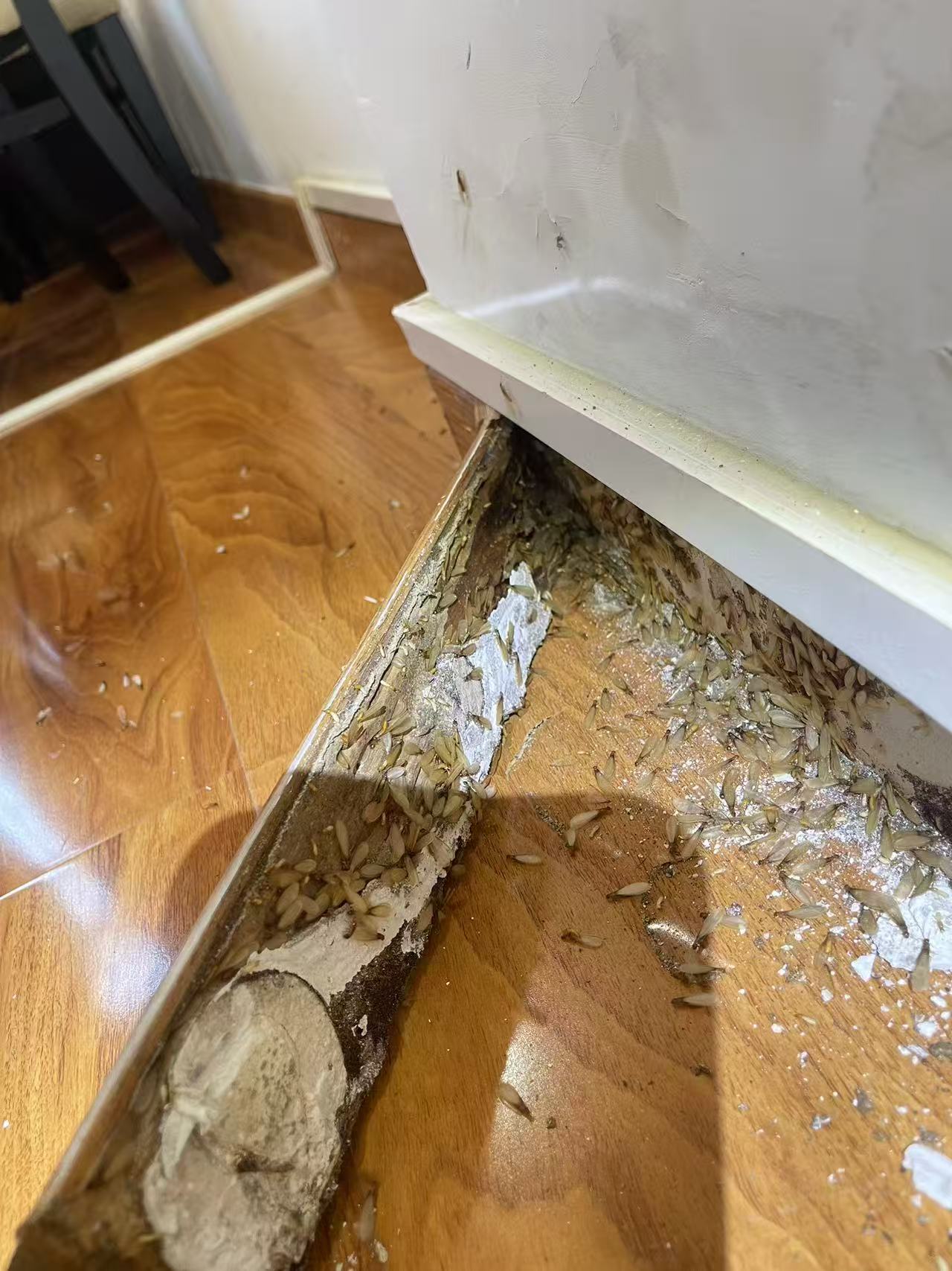 杭州市白蚁防治站：阳台有白蚁怎么处理：全面防治指南与实用技巧