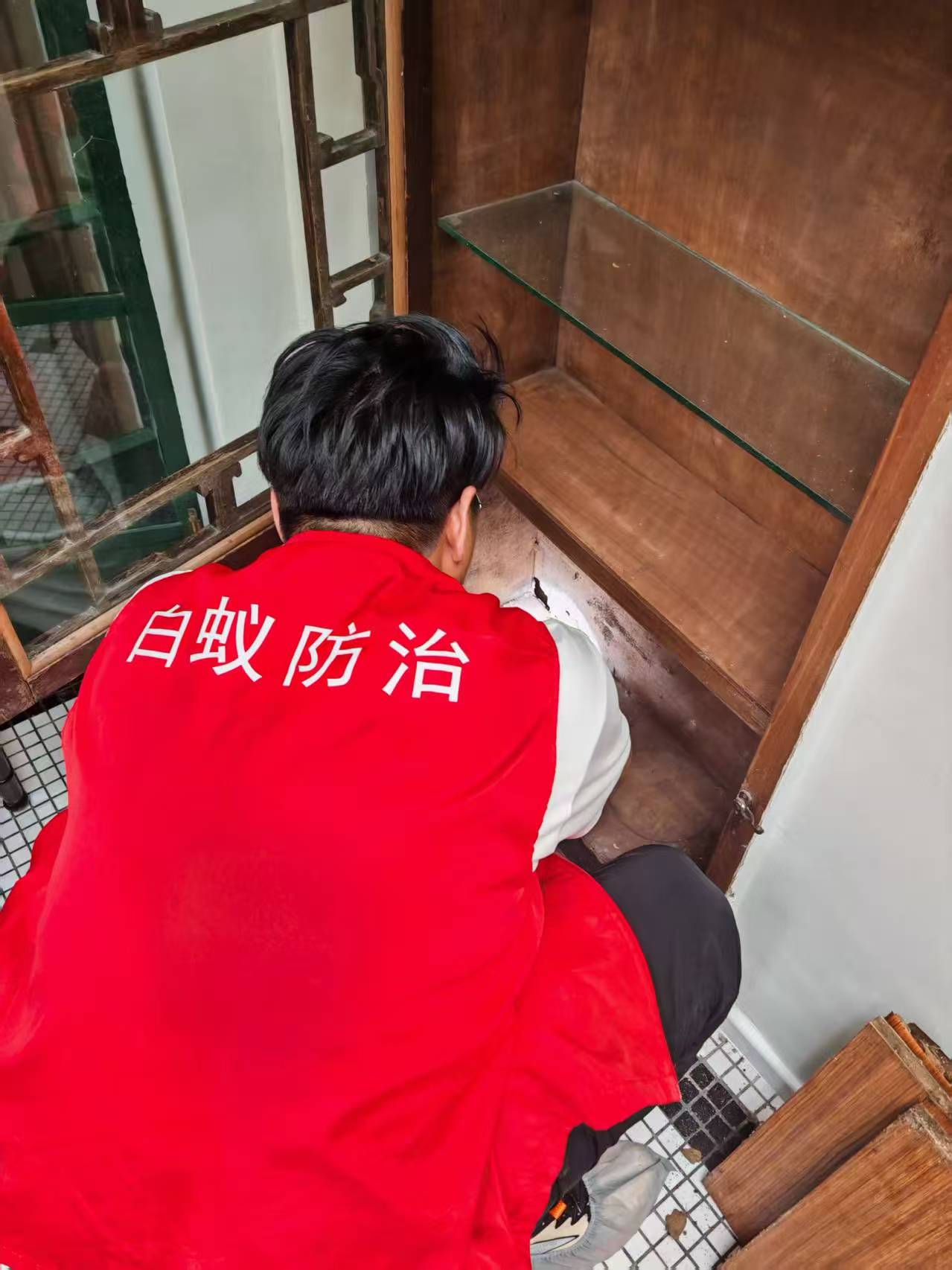 物业管白蚁吗？揭秘物业管理中的白蚁防治责任与措施