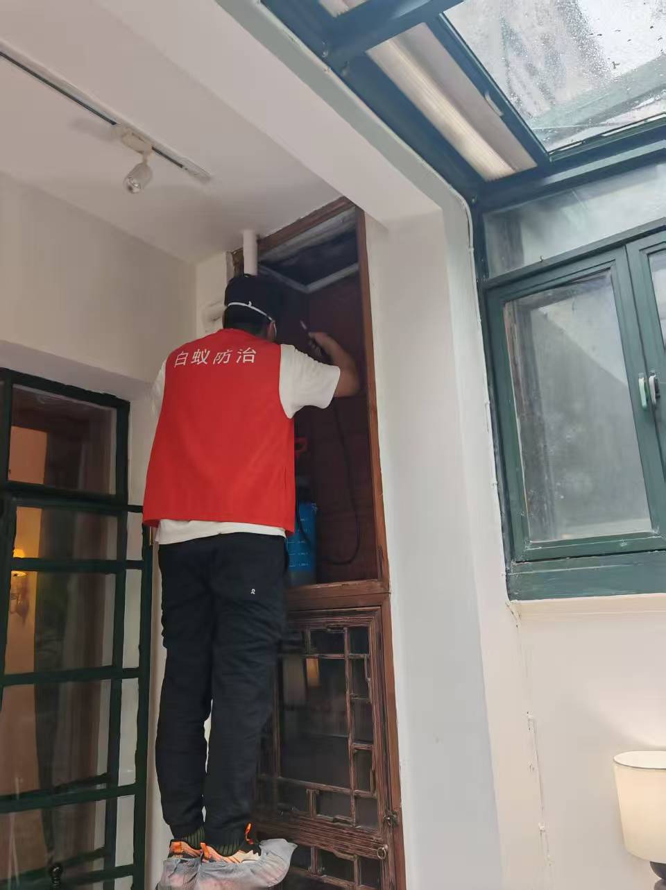 为什么白蚁不能拍卖呢？——揭秘白蚁交易的法律与生态困境