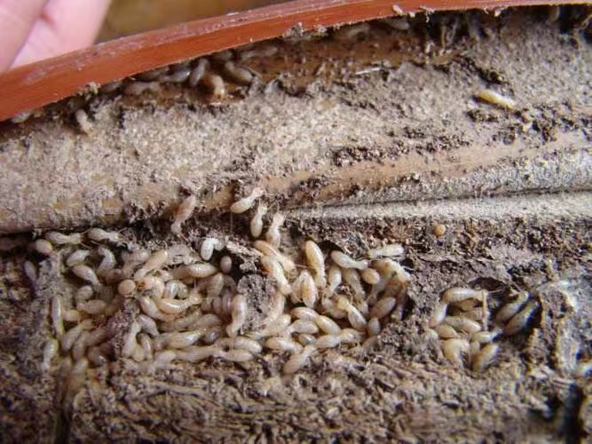 菜园治白蚁用什么药：科学防治与环保选择指南