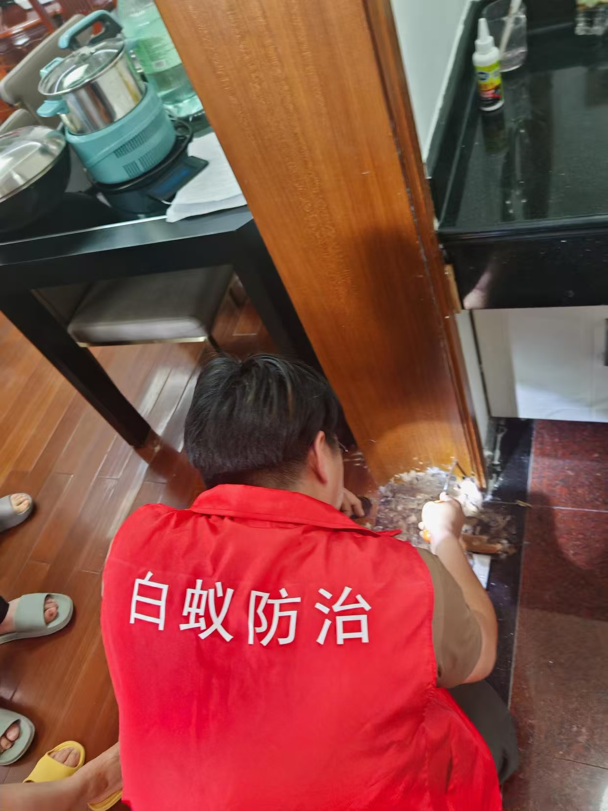 杭州市白蚁防治站：白僵菌可杀白蚁吗？探索生物防治白蚁的有效方法